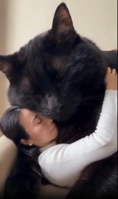 Хочу такого кота