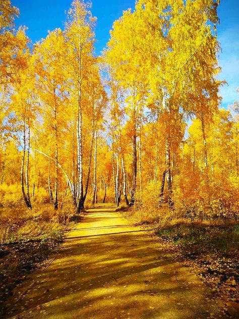 Солнце в небе дивной птицей...