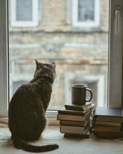 ОСИРОТЕЛА КОШКА