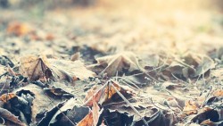 22. Холодно, промерзло мясо до кости