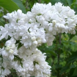 Сирень
