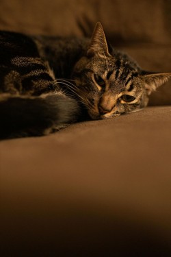 Кот