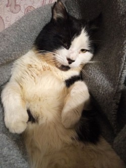 В память моего Котика
