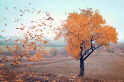 Пределы