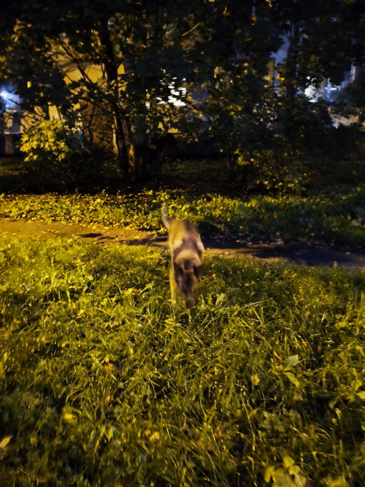 В лесу