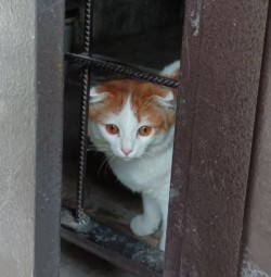 Слава