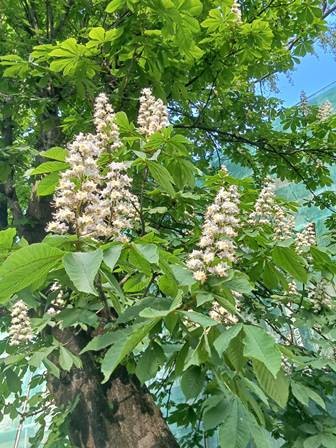 Каштан, прекрасный медонос