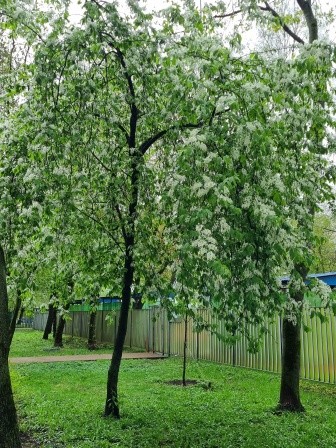 Цветёт черёмуха