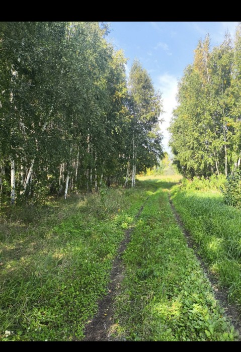 По грибы