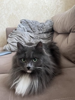 Алона