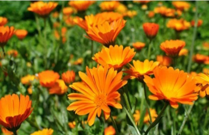 Роберт Грейвс. Ноготки