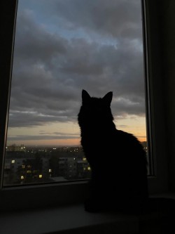 черный кот
