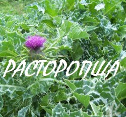 Мои ядовитые пассии