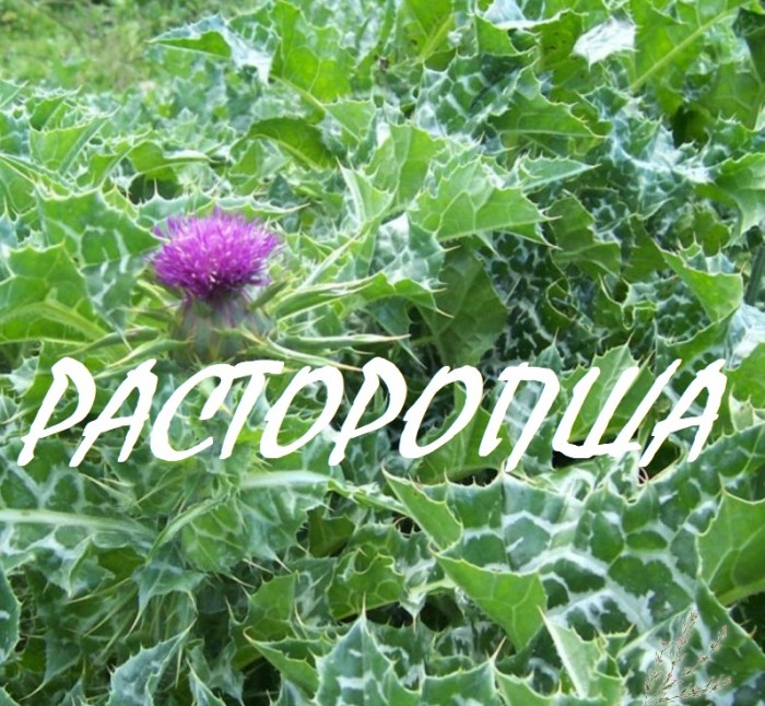 Мои ядовитые пассии